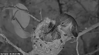 Allen's Hummingbird – A nighttime snack before long cold night ahead - February 14 #babyhummingbird