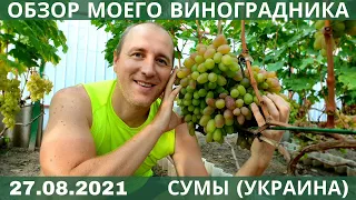 Обзор моего виноградника на 27.08.2021. Как я выращиваю виноград в г. Сумы, Украина
