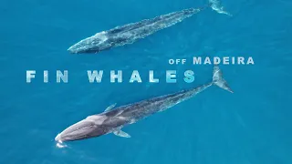 Rare Fin Whale Encounter (Madeira)