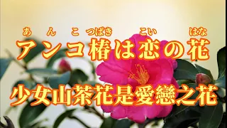 【日語導唱】アンコ椿は恋の花 (少女山茶花是愛戀之花)漢譯+注音+卡拉OK(カラオケ) -演唱: 華Hana