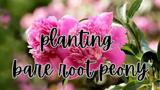 How To Plant Bare Root Peonies 🍃 Indoors Before Transplanting Into The Garden