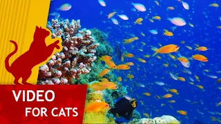 Movie for Cats - Get that yellow fish (Video for Cats to watch) 1 hour