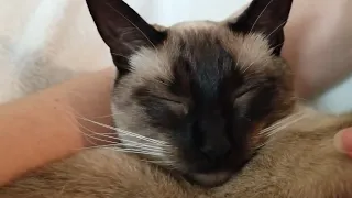 Coco making nap chirps. Siamese kittens are the best chill buddies.