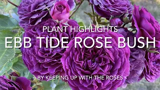 Ebb Tide Purple Rose Bush