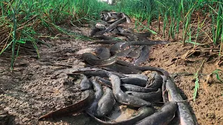 amazing fishing! a fisherman a lot of fish in little time catch by hand near village