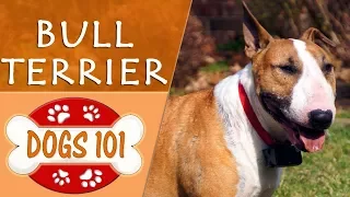 Dogs 101 - BULL TERRIER - Top Dog Facts About the BULL TERRIER