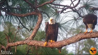 Evening of May 5th with Swampy, Abby and Blaze Eagle Country LIVE Bald Eagle Cam - Bayhead Cam