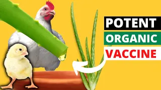 This PLANT is ORGANIC VACCINE and BROILER GROWTH BOOSTER You Need