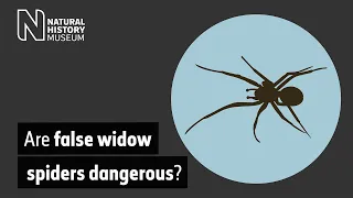 Are false widow spiders dangerous?