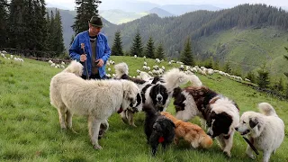 CÂINII CIOBĂNEȘTI DE BUCOVINA la stâna lui Coperzan din munții RARĂU Ep.2