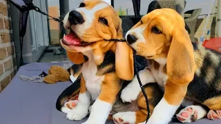 BEAGLE PUPPIES PLAYING!! 8 Week Old Beagle Puppy Compilation