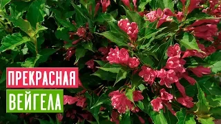 ВЕЙГЕЛА 🌺 Особенности ухода и выращивания/ Садовый гид