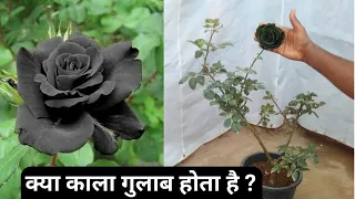 क्या काला गुलाब होता है । black rose, black rose plant information and vereity name | plantinfo