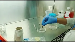 Rat Keratinocytes cells isolation and culture|| phd lab work