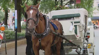 New Call To Ban Horse Carriages In Chicago