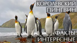 Королевский пингвин интересные факты