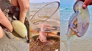Catching Seafood 🐙🦀 Deep Sea Octopus (Catch Shark, Catch Fish, Sea Creatures) TikTok #42