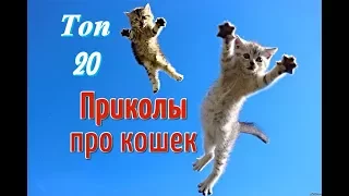 Приколы с кошками и котами Топ 20 Самая интересная ПОДБОРКА смешных видео с котиками и кошечками...