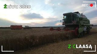 Żniwa Z Claasą! | Żniwa 2020 | Claas Dominator | Fendt | Ursus 1614 | T25 | Scania | Renault