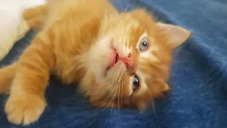 Жизнь рыжего кота Лёвы / Кого котёнок выбрал для себя хозяина ?