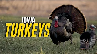Tagged Out in Iowa! Two Turkeys in Two Days