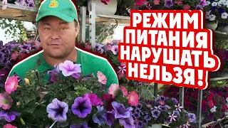 РЕЖИМ ПИТАНИЯ НАРУШАТЬ НЕЛЬЗЯ! Как и чем подкормить петунию