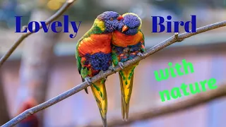 colourful birds with relaxing music for stress relief #lovelyminds