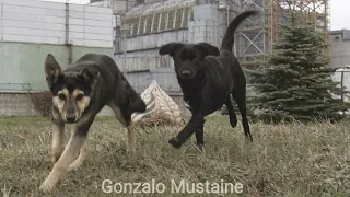 Megadeth - Dogs Of Chernobyl (Subtitulado)