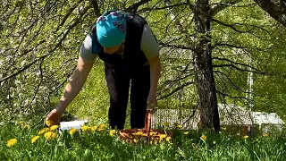 Mountain Life: Collecting and Storing the Spring Aroma of Dandelion