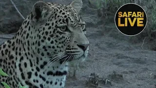 safariLIVE - Sunrise Safari - December 29, 2018