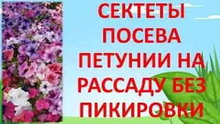 СЕКРЕТЫ ПОСЕВА ПЕТУНИИ БЕЗ ПИКИРОВКИ. Как посеять семена петунии. Выращивание петунии.