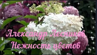 Чарующая мелодия и божественная красота цветов  - Александр Лесников "Нежность цветов"