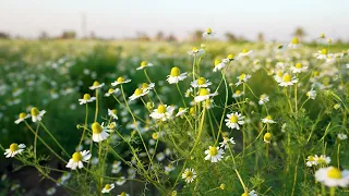 chamomile Stock Footage | Royalty Free | Free 4K Videos - no copyright