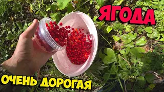 Сбор САМОЙ ДОРОГОЙ ЯГОДЫ!!! | Красника или клоповка сахалинская