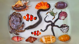 Finding hermit crabs and marine fish, conch, snail, crabs, fish, sea fish, starfish, eel, clownfish