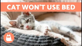 How to Make My CAT SLEEP in Their Own BED 🐱🛏️ (7 Tips)