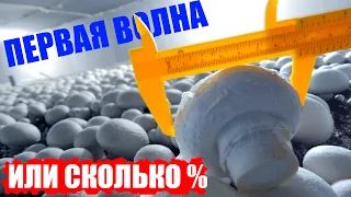 Выращивание шампиньонов. Первая волна. Сколько грибов мы собрали?