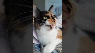 calico cat chattering at birds with human || ekekekkekkek