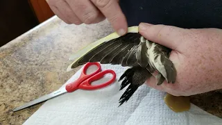 Clipping Cockatiel Wings!!!