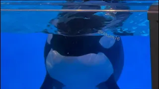 Orca Encounter (someone left a fish) Nov 28, 2023 - SeaWorld Orlando