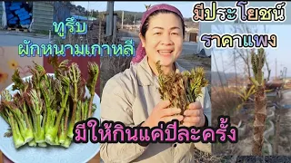 เก็บผักหนามไปผัดน้ำมันหอย@PhaiYoutube2024