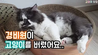 아파트 경비원이 고양이를 잡아서 버렸어요.[고양이탐정]