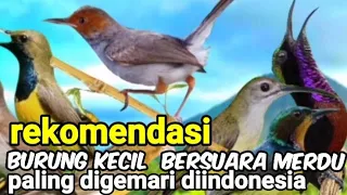 Jenis Burung Kecil Bersuara Merdu Dan Paling Digemari Di Indonesia