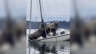 Huge Sea Lions Almost More Than This Boat Can Handle In Waters Near Olympia