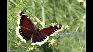 Mourning Cloak Butterflies