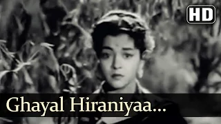 Ghayal Hiraniyaa | Munimji Songs | Dev Anand | Nalini Jaywant | Lata Mangeshkar | Filmigaane