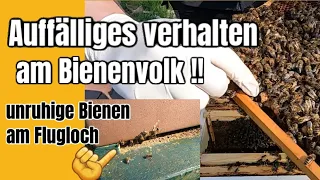 AUFFÄLLIGES verhalten am Bienenvolk ! UNRUHIGE Bienen am Flugloch - erster Bienenschwarm 2023 ?