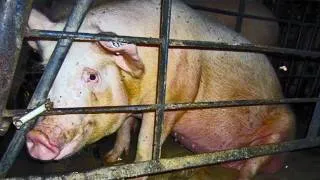 Concealed Cruelty - Pork Industry Animal Abuse Exposed