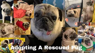 Adopting a Rescued Pug from Egypt