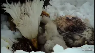 Decorah North Nest 4-3-24 Snowy feeding, lots of great bites for both kids